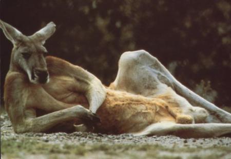 kangourou