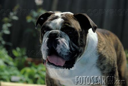 le chien