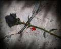 une rose