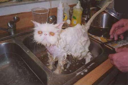 chat mouiller