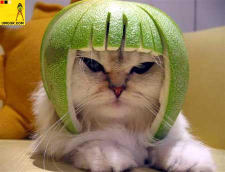 nouvelle mode