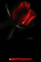 la rose sang