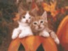 hallowen