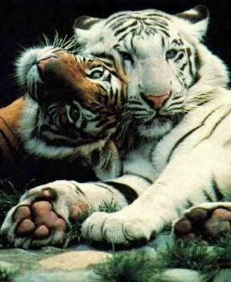 les tigres