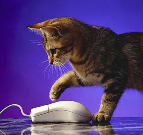le chat et la souris