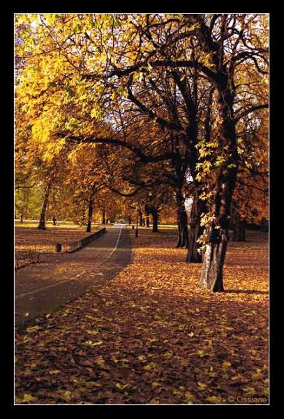 l'automne