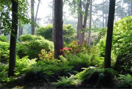 la foret