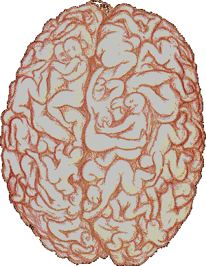 le cerveau d'un homme