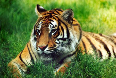 le tigre
