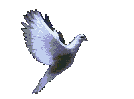 la colombe