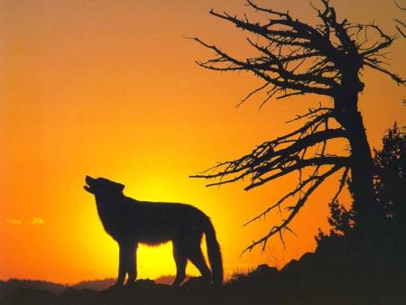 le loup